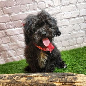 Poodle Puppy Frank