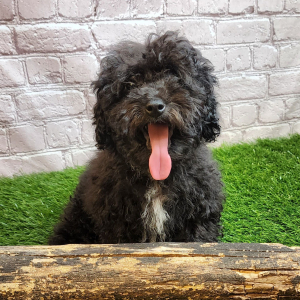 Poodle Puppy Frank