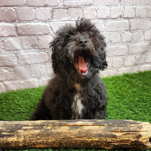 Poodle Puppy Frank