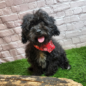 Poodle Puppy Frank