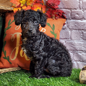 Poodle Puppy Frank