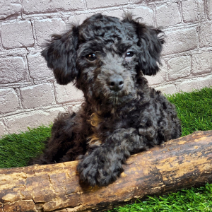 Poodle Puppy Frank
