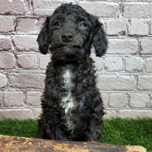 Poodle Puppy Frank