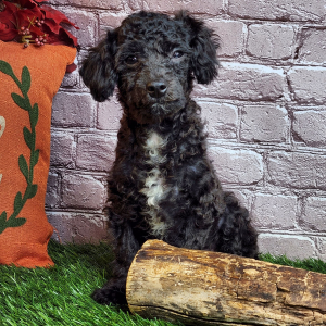 Poodle Puppy Frank