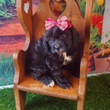 Cavapoo Puppy Clara