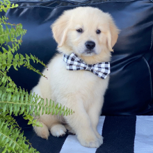 Golden Retriever Puppy Yover
