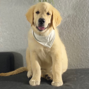 Golden Retriever Puppy Yover