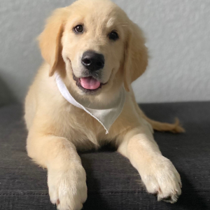 Golden Retriever Puppy Yover