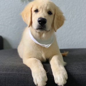 Golden Retriever Puppy Yover