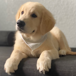 Golden Retriever Puppy Yover