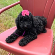 Labradoodle Puppy Sasha
