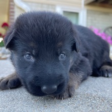 German Shepherd Dog Puppy Candice