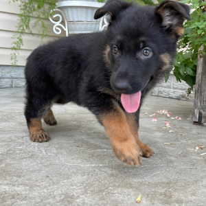 German Shepherd Dog Puppy Candice