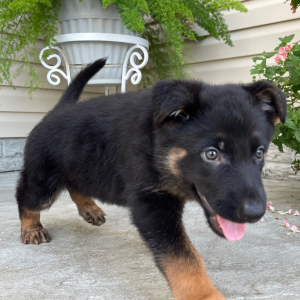 German Shepherd Dog Puppy Candice