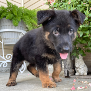German Shepherd Dog Puppy Candice
