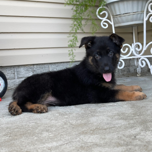 German Shepherd Dog Puppy Candice