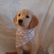 Golden Retriever Puppy Lilli