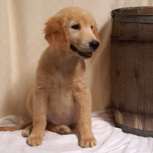 Golden Retriever Puppy Lilli