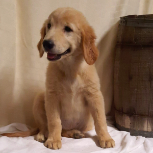 Golden Retriever Puppy Lilli