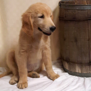 Golden Retriever Puppy Lilli