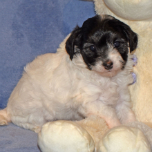 Maltipoo Puppy Catelyn