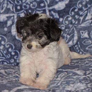 Maltipoo Puppy Catelyn