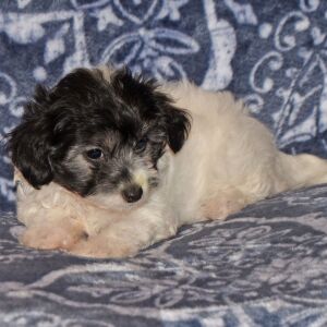 Maltipoo Puppy Catelyn