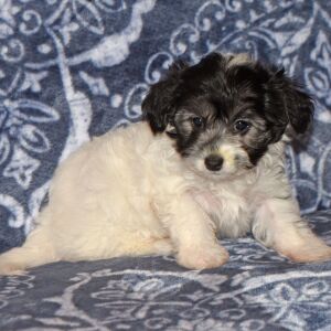 Maltipoo Puppy Catelyn