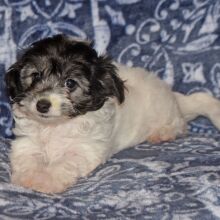 Maltipoo Puppy Catelyn