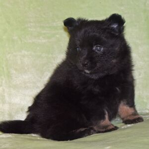 Pomeranian Puppy Nadia