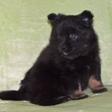 Pomeranian Puppy Nadia