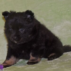 Pomeranian Puppy Nadia