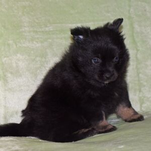 Pomeranian Puppy Nadia