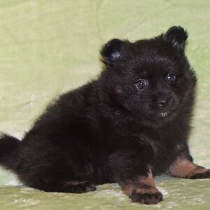Pomeranian Puppy Nadia