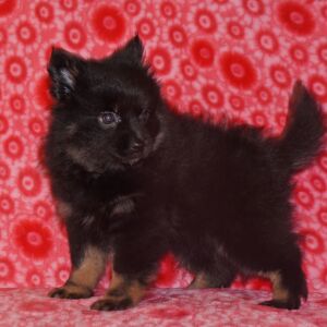 Pomeranian Puppy Nadia