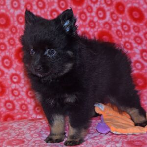 Pomeranian Puppy Nadia