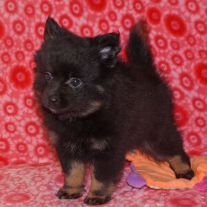 Pomeranian Puppy Nadia