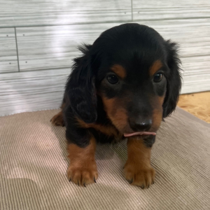 Dachshund Puppy Scout