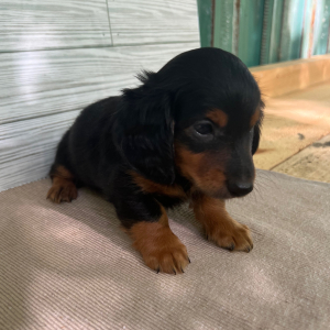 Dachshund Puppy Scout