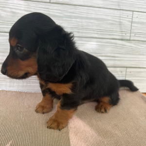 Dachshund Puppy Scout