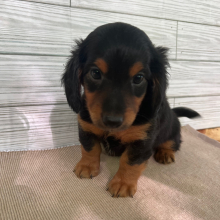 Dachshund Puppy Scout
