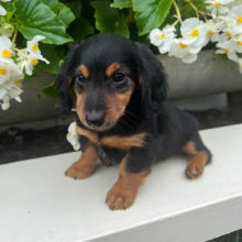 Dachshund Puppy Scout