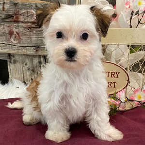 Havanese Puppy Mindy