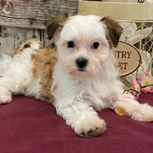 Havanese Puppy Mindy