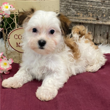 Havanese Puppy Mindy