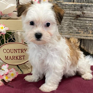 Havanese Puppy Mindy