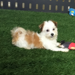 Havanese Puppy Mindy