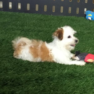 Havanese Puppy Mindy