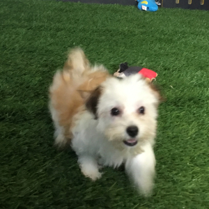 Havanese Puppy Mindy