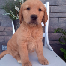 Golden Retriever Puppy Blake